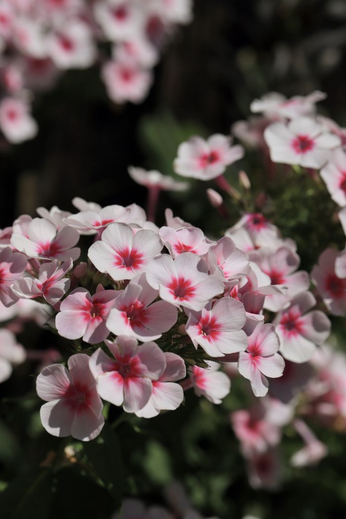 Pink and white phlox flowers in summer bloom