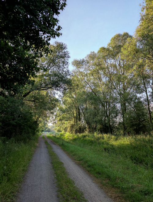 Free A peaceful dirt road meandering through a lush green forest during daytime. Stock Photo