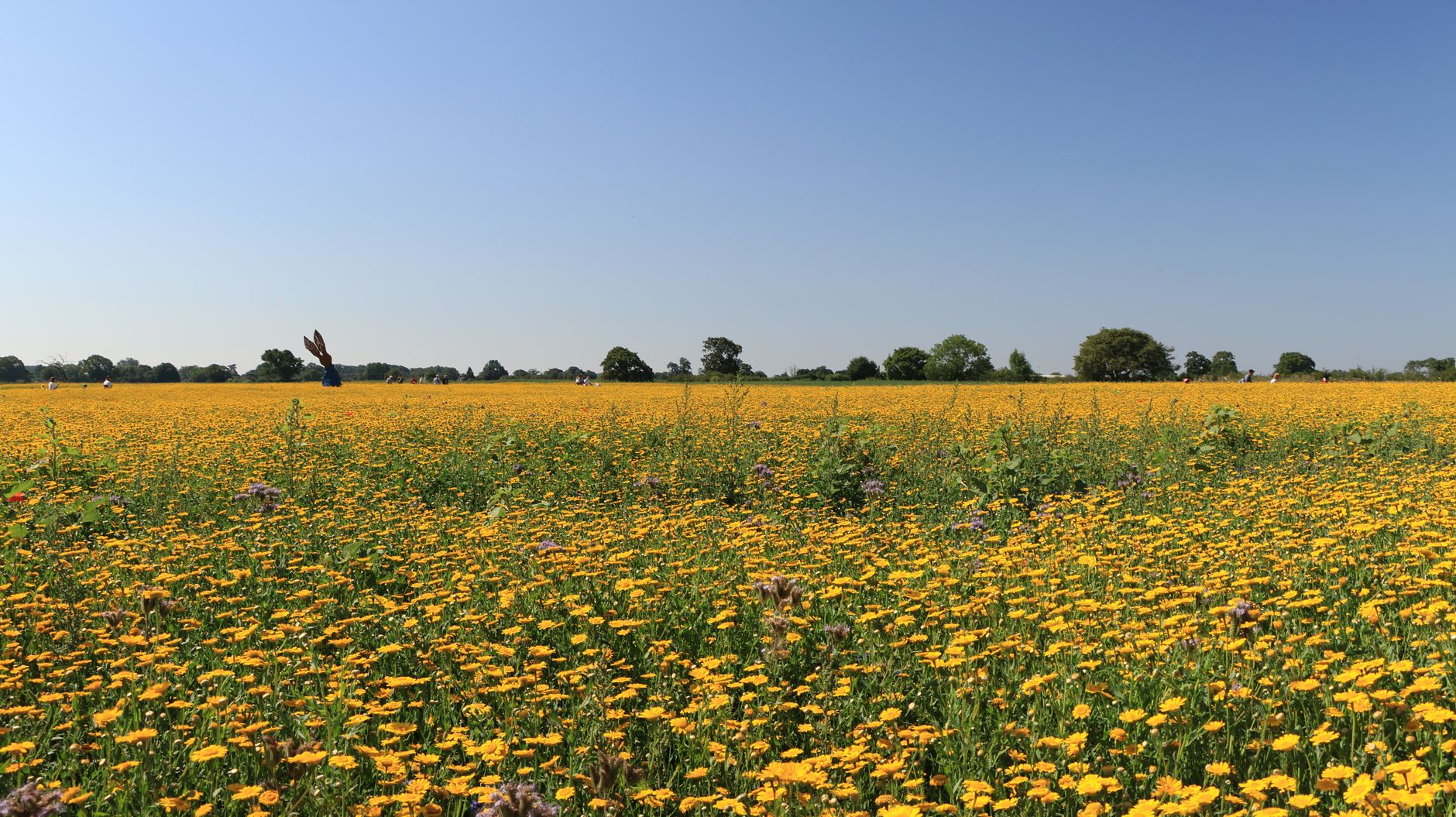 Norfolk'ta çiçeklerle dolu bir çayır