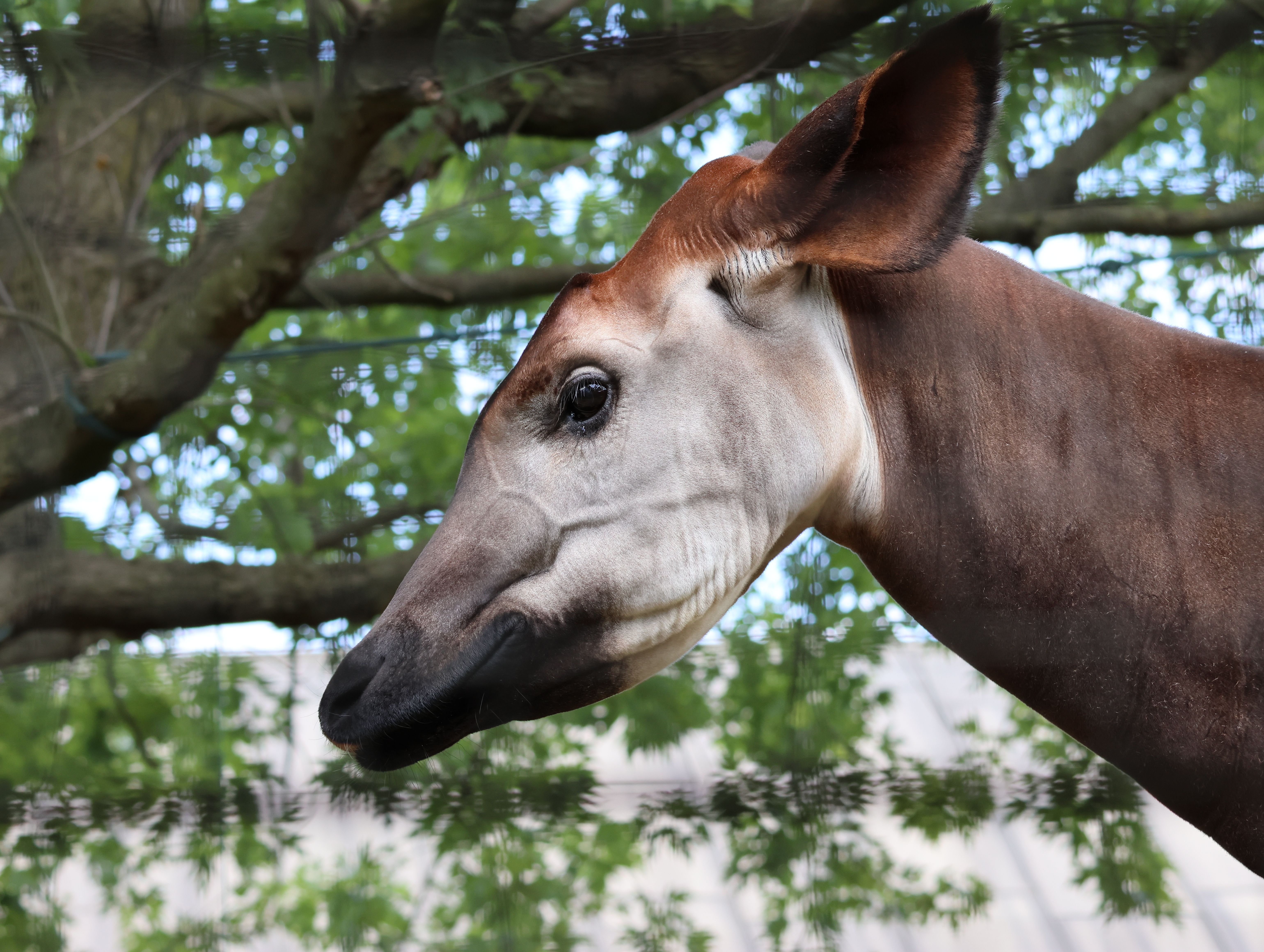 Okapi Experience