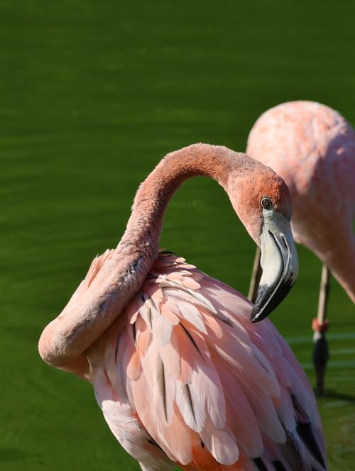 Free Elegant shot of flamingos standing in calm green water with a warm, natural light. Stock Photo