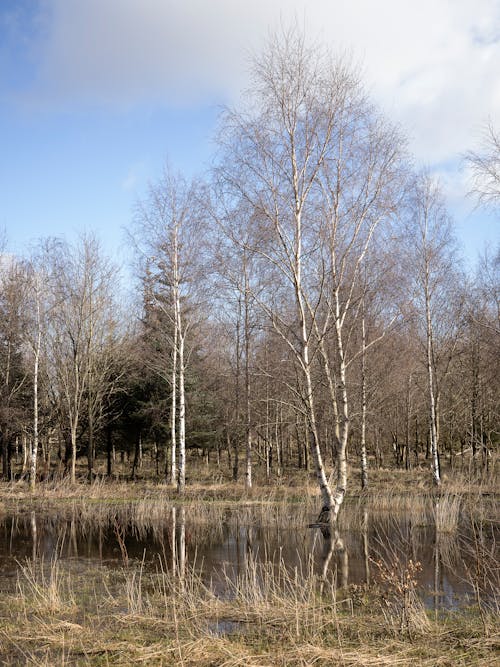 Foto d'estoc gratuïta de aigua, arbres, cel