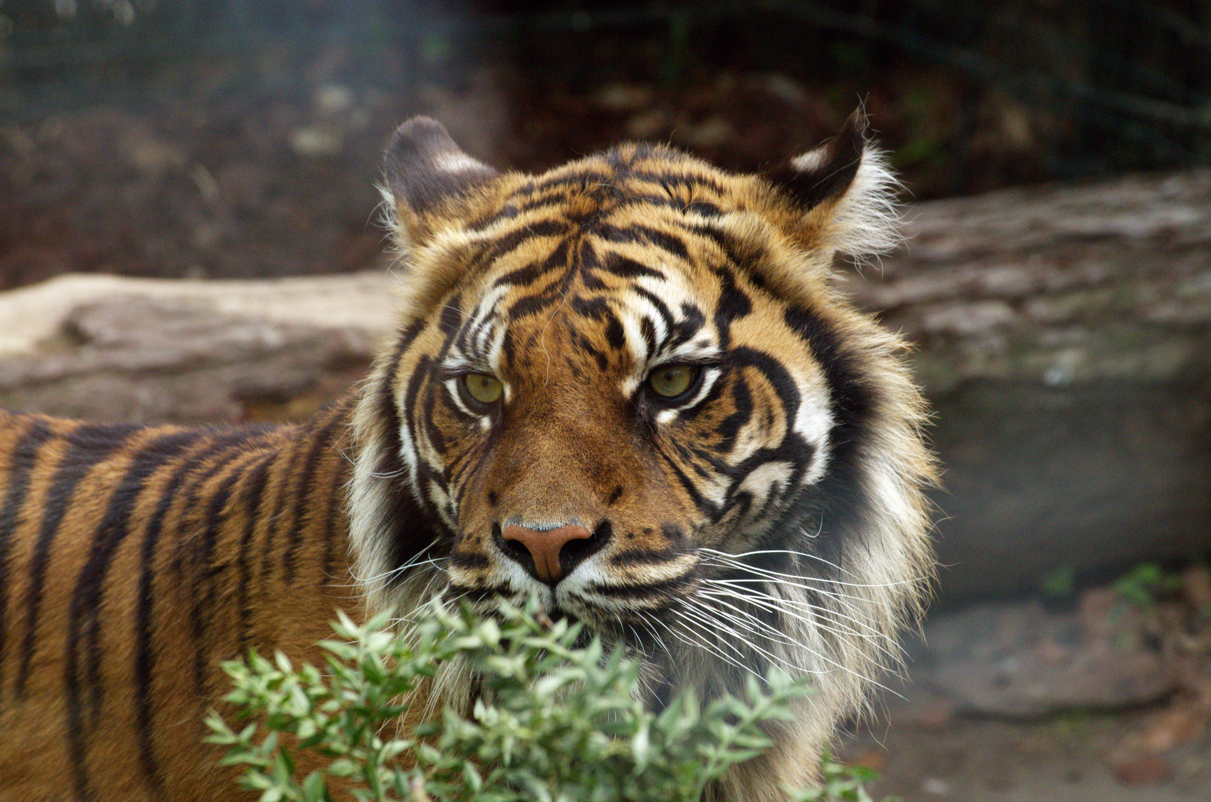 Harimau Sumatra Muda Berhasil Dievakuasi dari Kandang Jebak di Agam
