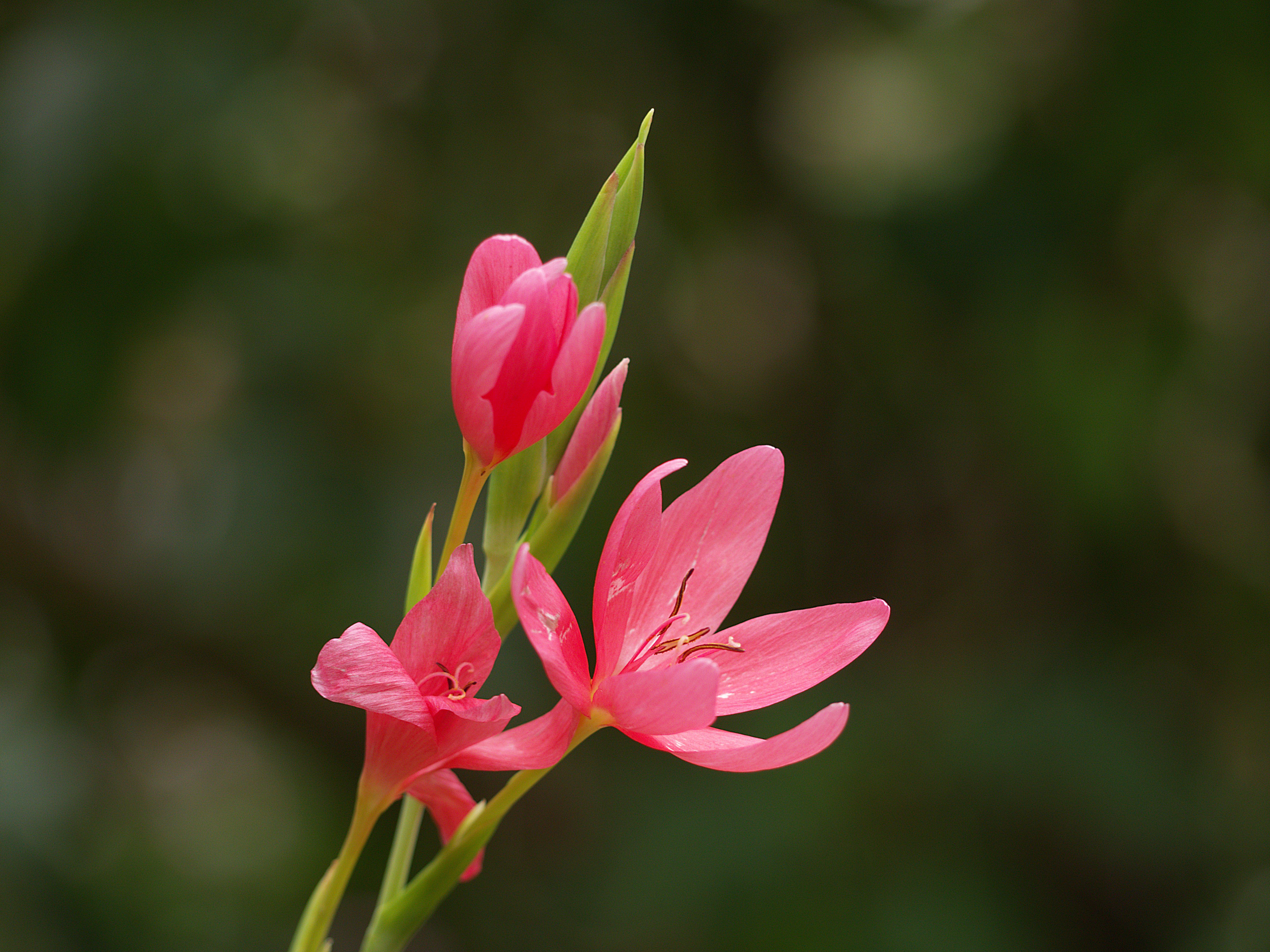 Watsonia