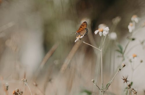 A Butterfly Perched on a White Flower