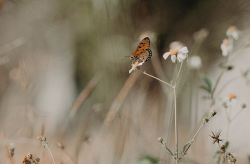 Free Delicate butterfly perched on wildflowers, demonstrating the beauty of nature's ecosystem. Stock Photo