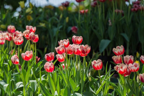 Foto stok gratis berkembang, bidang, bunga tulip