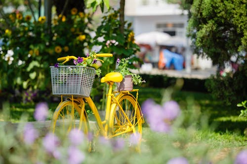 Imagine de stoc gratuită din bicicletă, coș, floră