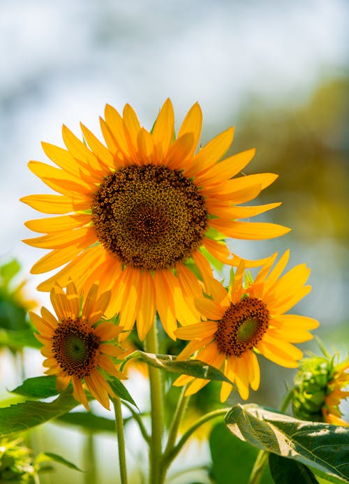 Imagine de stoc gratuită din floarea-soarelui, flori, galben