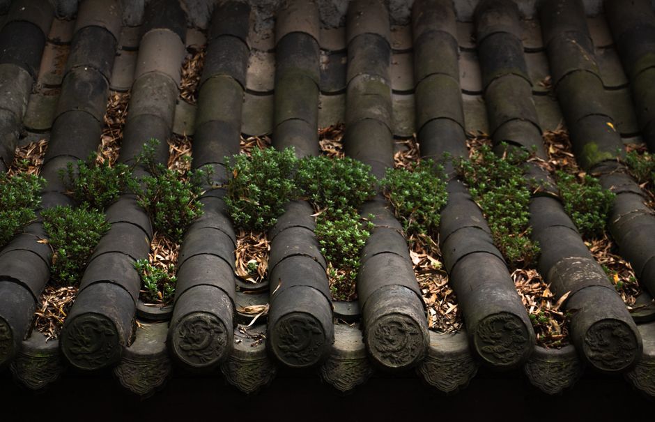 Close-up of a traditional tiled roof with vibrant greenery growing between the tiles.