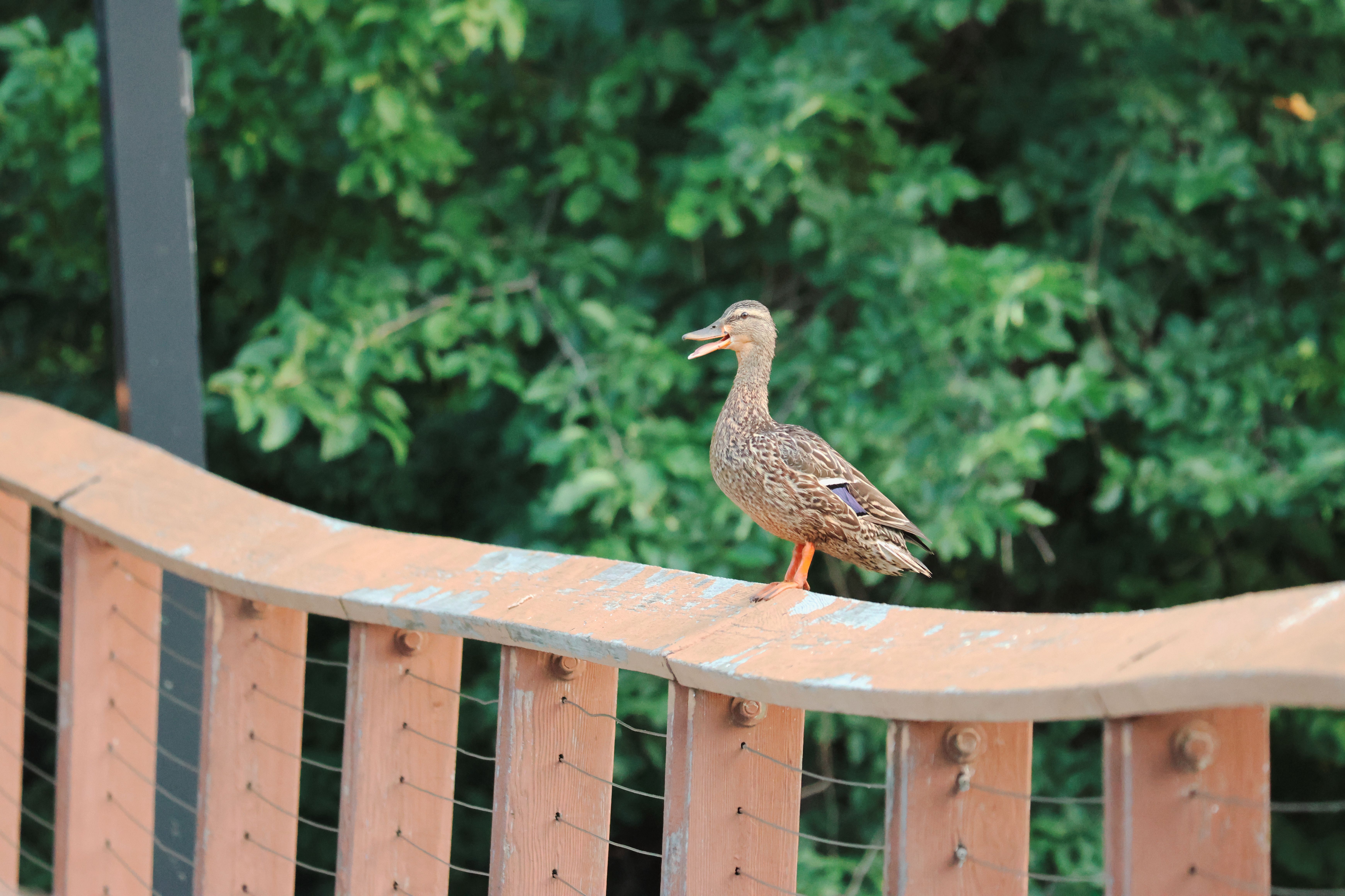Fence and Decking Painting in West Hackney — woodwork brushed to a crisp, smooth line