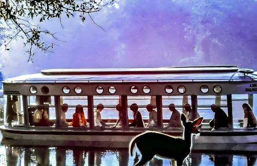 Free stock photo of deer had no idea we were there, scanned from 35mm film, taken in the 1970's Stock Photo