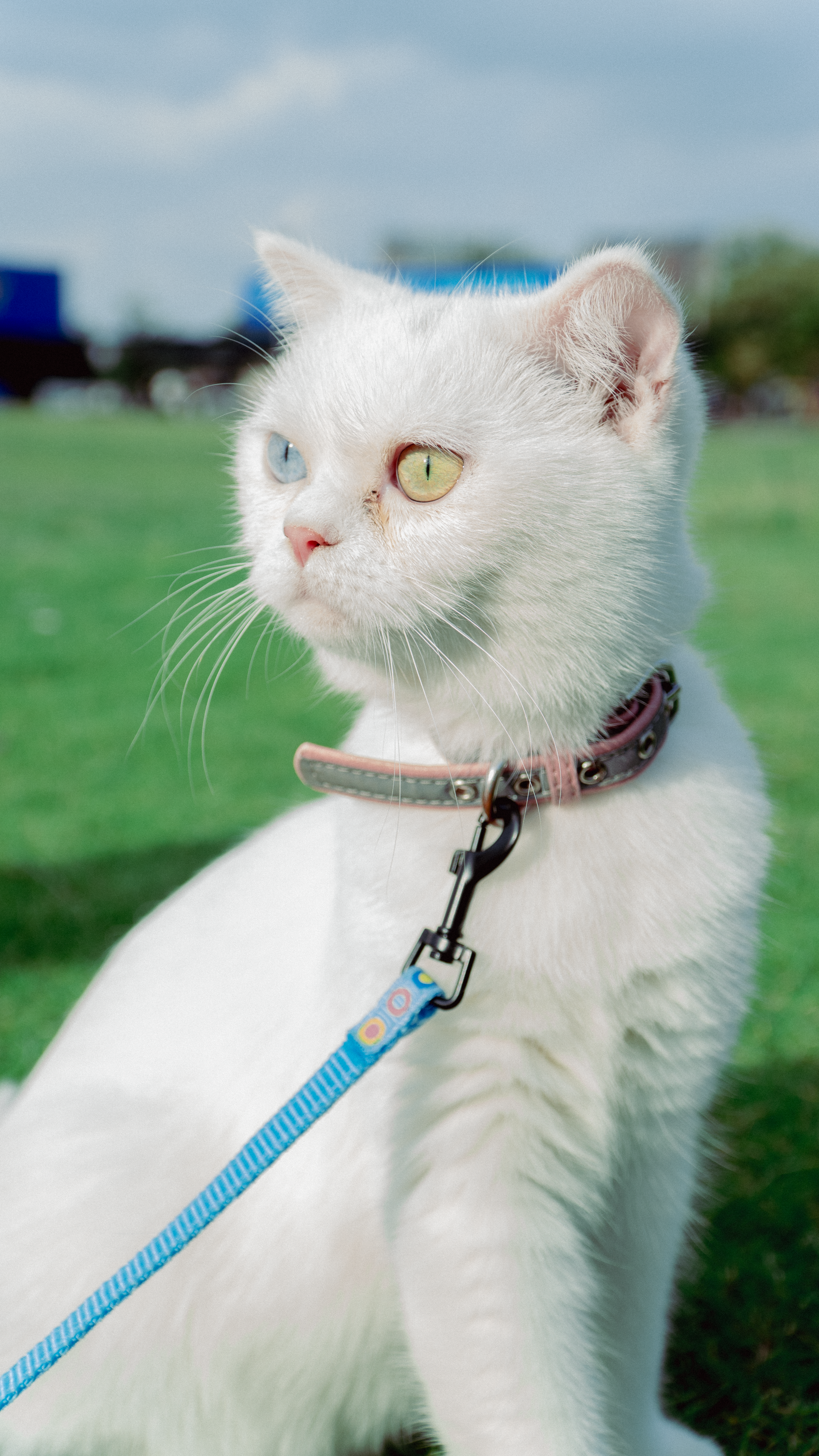 猫绳