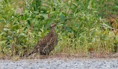 Free A wild grouse stands alert in a lush green habitat, blending with nature. Stock Photo