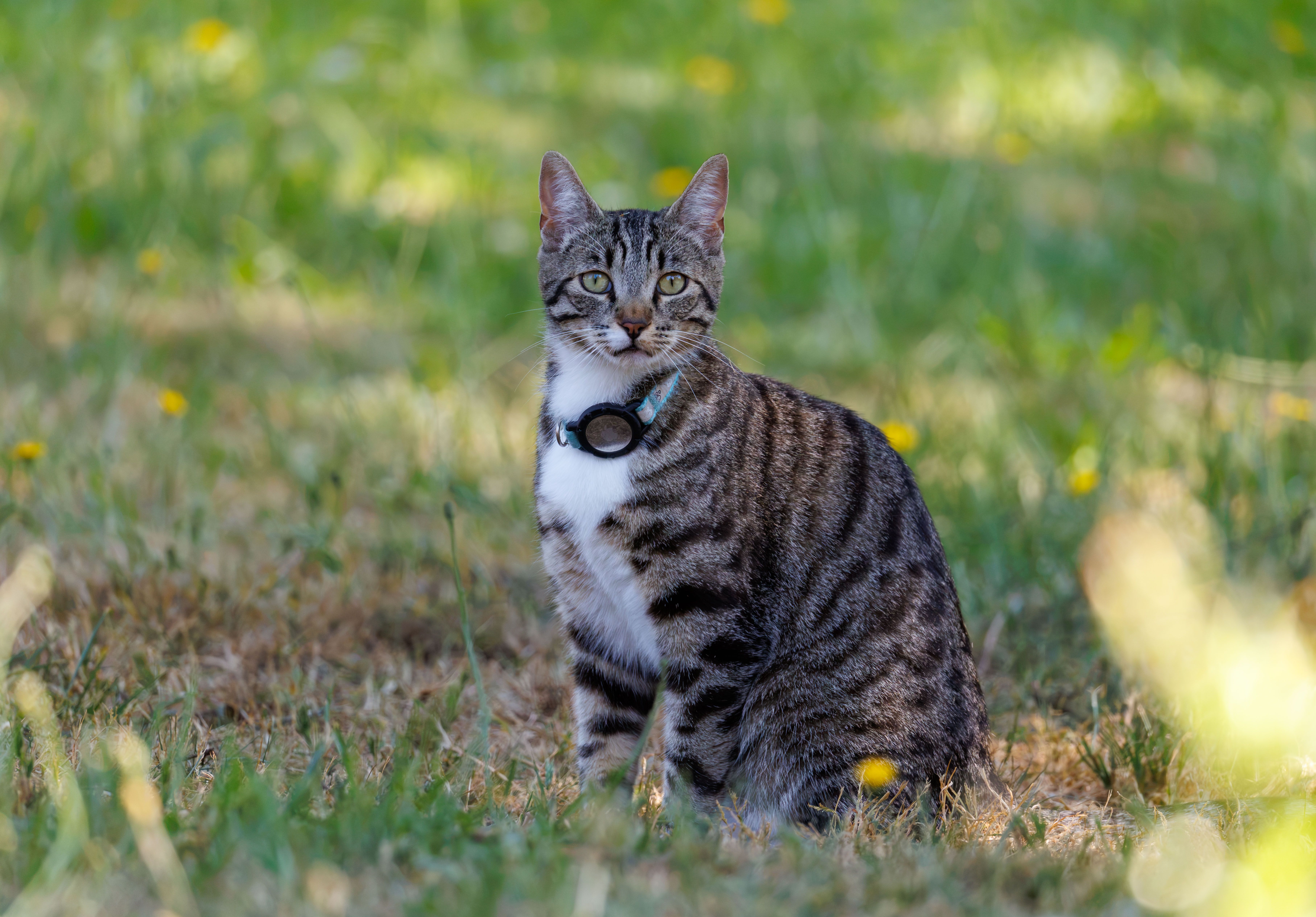 New AI technology helps reunite lost pets with owners faster — Photo by Veronika Andrews on Pexels