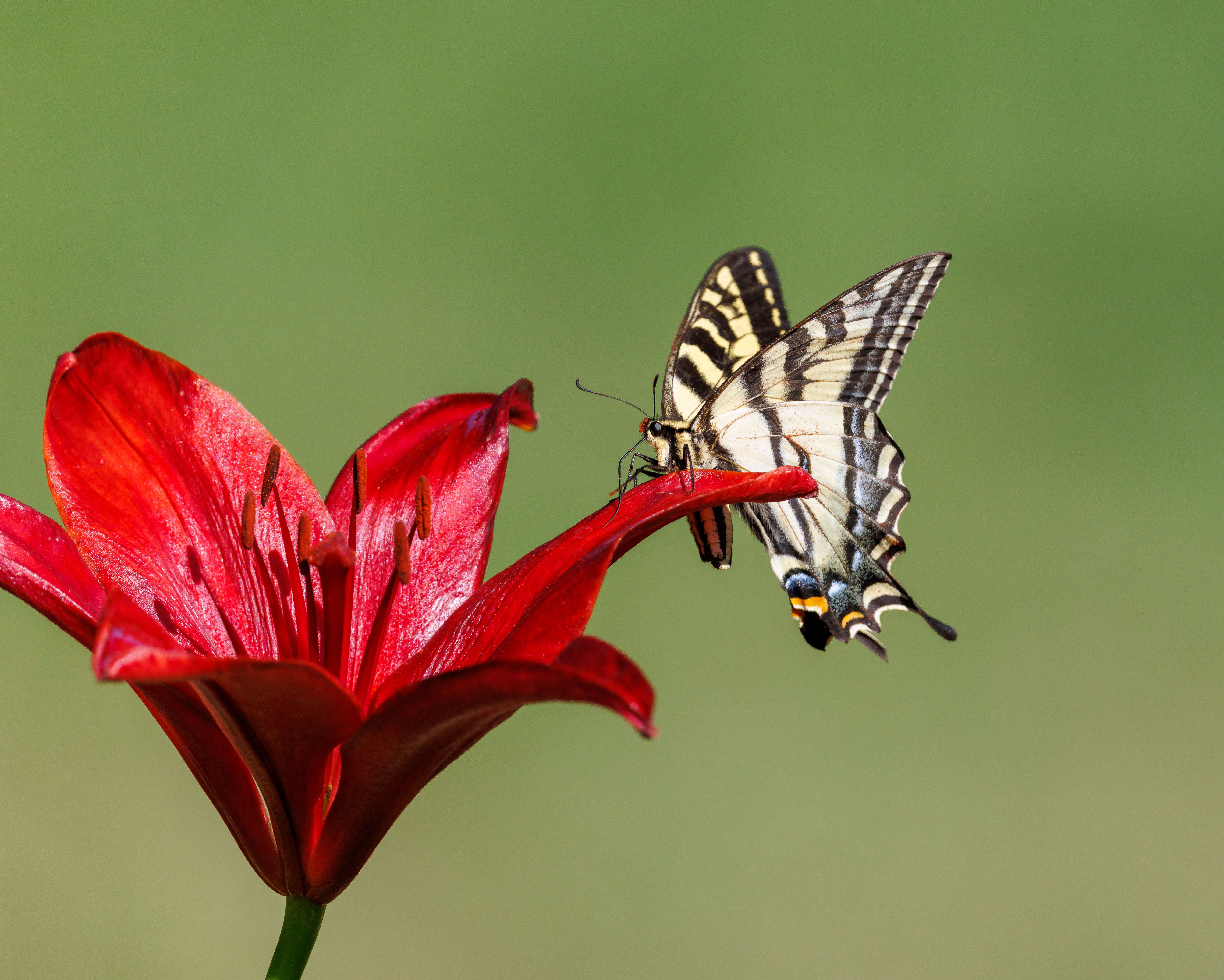 Supergene revela base genética das flores espelhadas de lírios sul-africanos