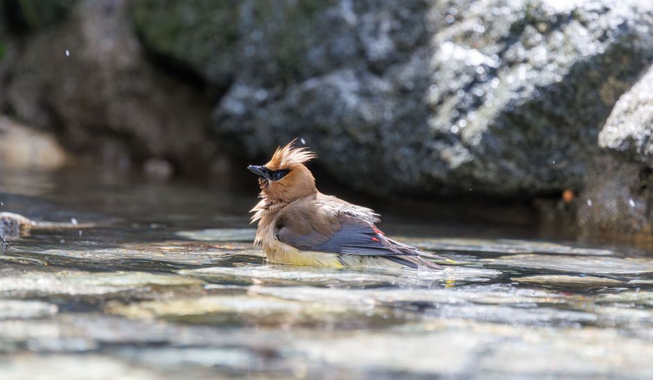 Step-by-Step Bird Bath Cleaning Process