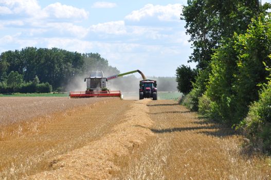 A combine harvester working on wheat fields in Möhnsen, Germany during summer.