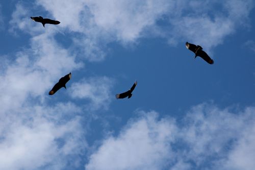 Free Silhouettes of birds flying high in a vibrant blue sky with soft clouds. Stock Photo