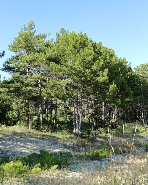 Free Peaceful pine trees in a lush green forest under a clear blue sky, nature tranquility. Stock Photo
