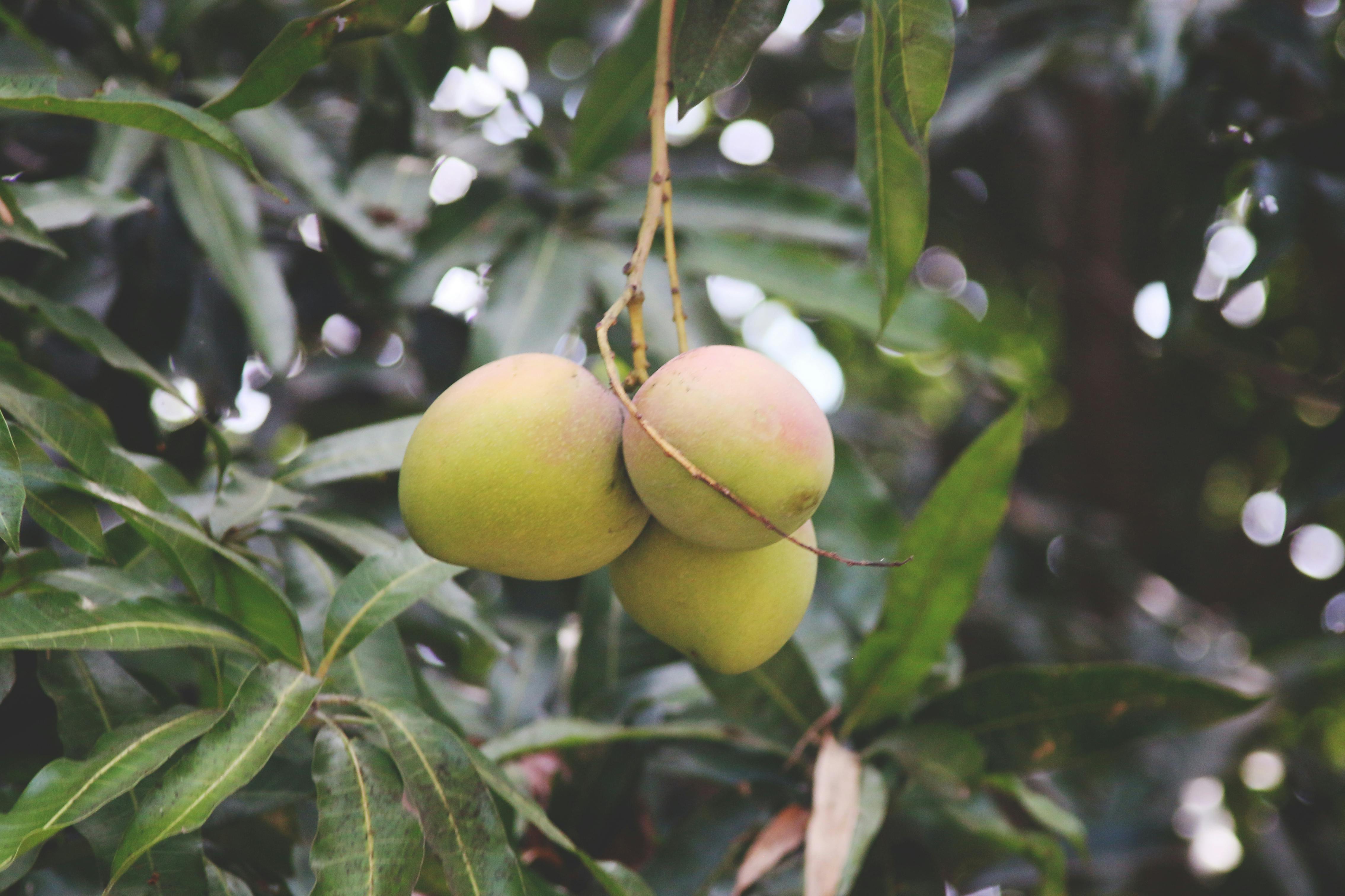 アップルマンゴー フルーツ マンゴーの木の無料の写真素材