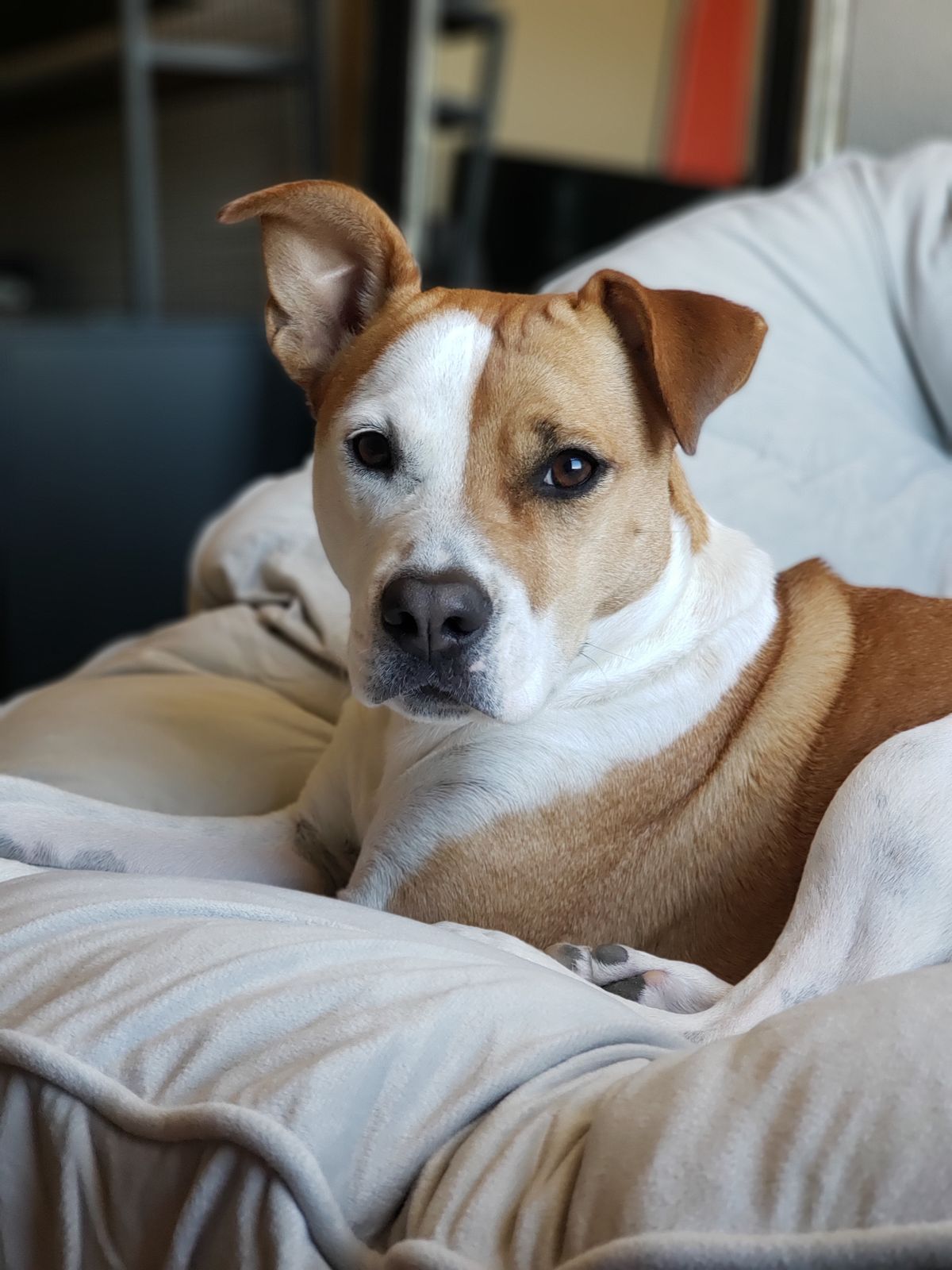 Türkiye'de Yasaklı Köpek Irkları 2026: Liste, Kurallar ve Cezalar - Görsel 2