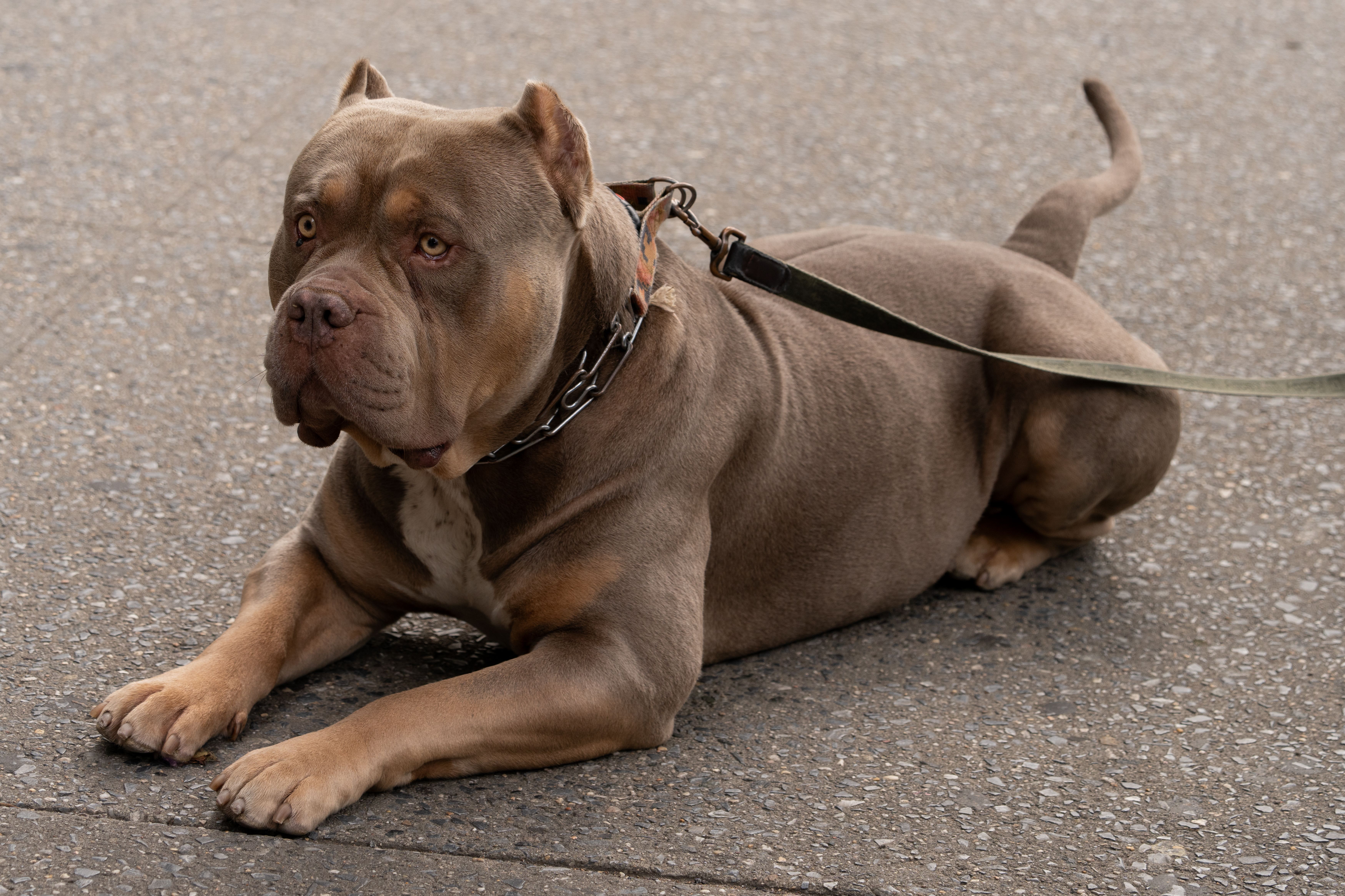 Amerikan XL Bully cinsi köpek