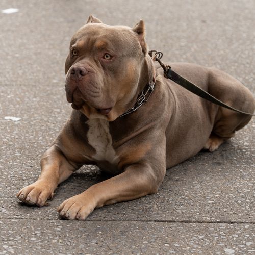 Free Close-up of a brown Pitbull relaxing on a city sidewalk, showcasing calm demeanor. Stock Photo
