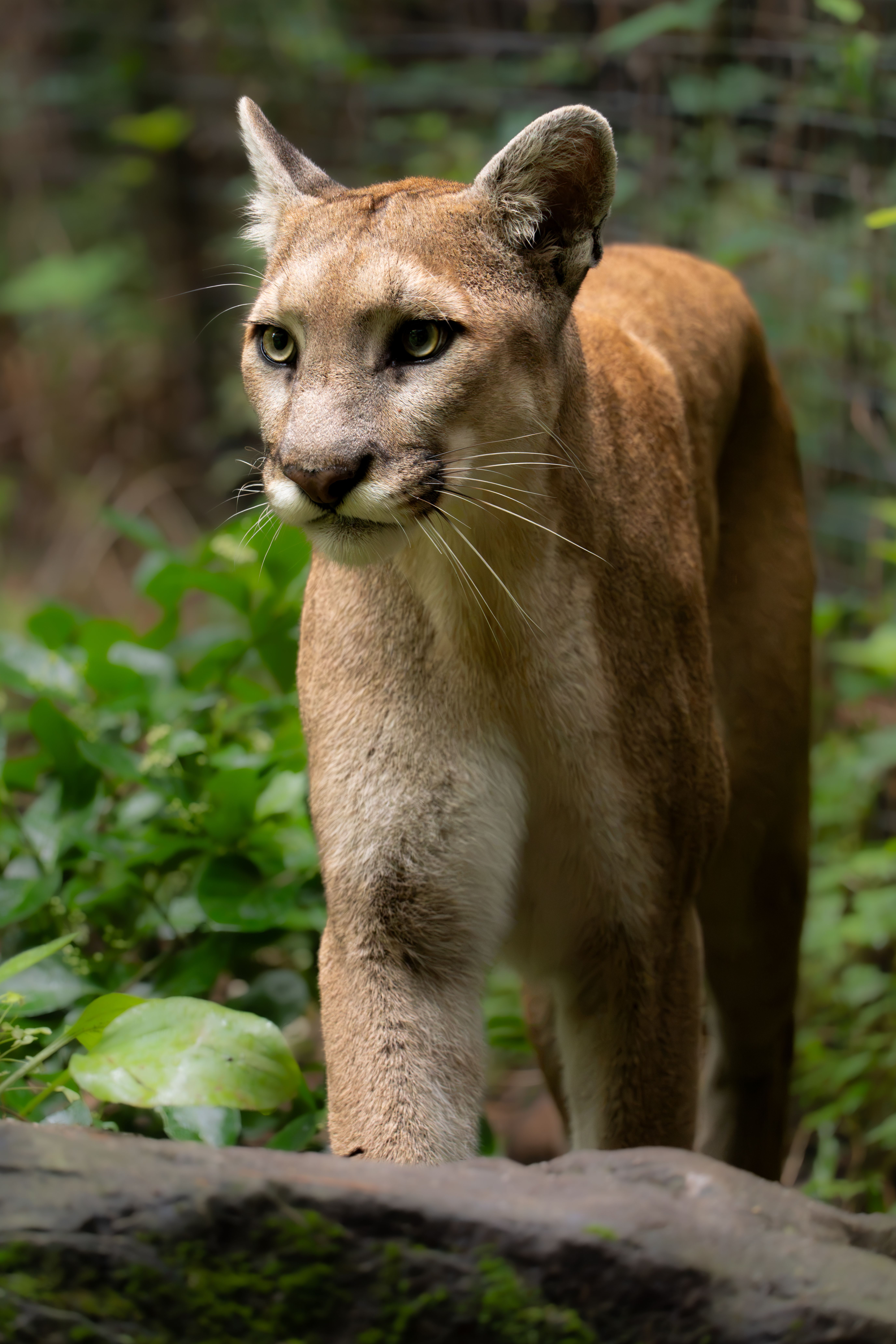 A cougar prowling through lush greenery, capturing the essence of wildlife.