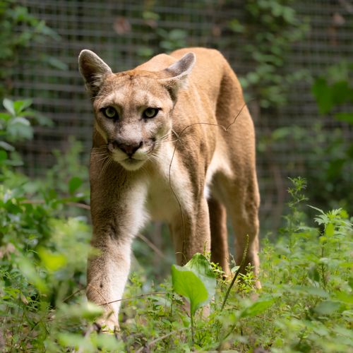 Free A focused cougar prowling through lush greenery in a natural setting, exuding strength and grace. Stock Photo