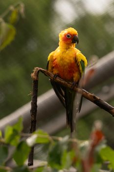 parrot photo