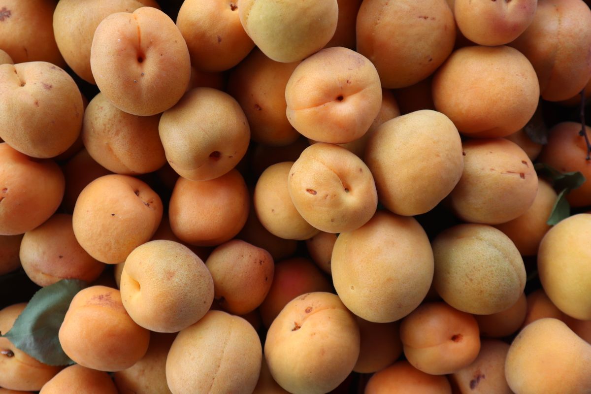 Fruits riches en vitamine A : la liste - Quels besoins quotidiens et comment couvrir ses apports ?