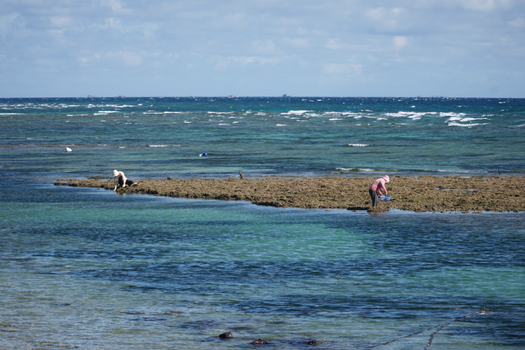 Two people harvesting seafood on the rocky coastal shores of Phu Quy, Vietnam under a bright sky.