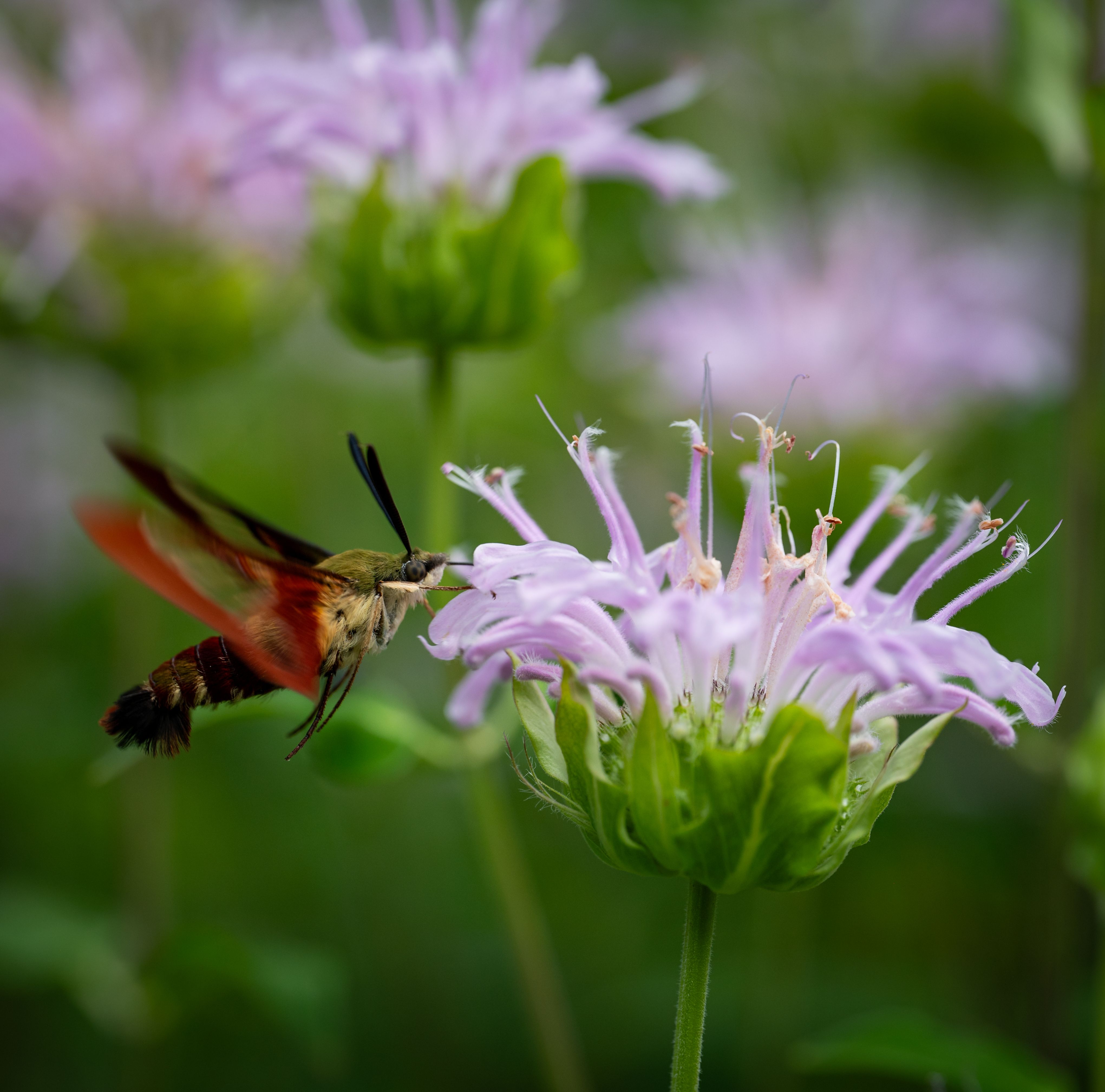 hummingbird clearwing moth on wild bergamot