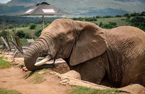 無料 アフリカゾウ, 動物, 動物園の無料の写真素材 写真素材