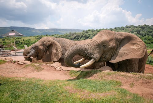 Free Photo of African Elephants Stock Photo