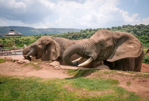 Two African elephants in the scenic Magaliesburg, South Africa, enjoying a sunny day outdoors.