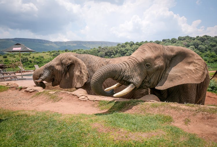 Photo Of African Elephants