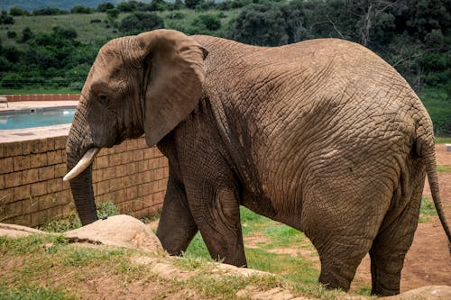 De franc Foto d'estoc gratuïta de animal, elefant, elefant africà Foto d'estoc