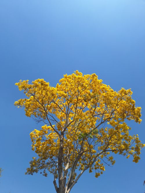 Free Vibrant yellow Tabebuia tree blooms against a clear blue sky, capturing spring's beauty. Stock Photo