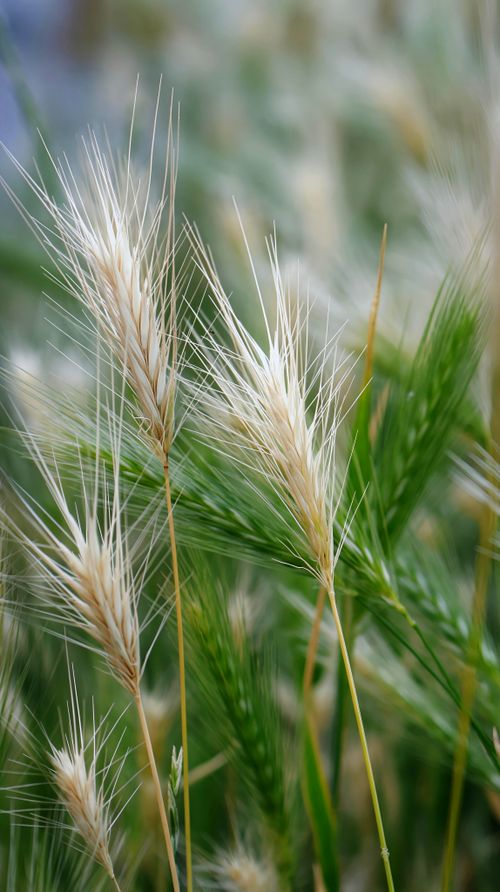 Free Close-up image of wild barley plants with blurred green background. Stock Photo