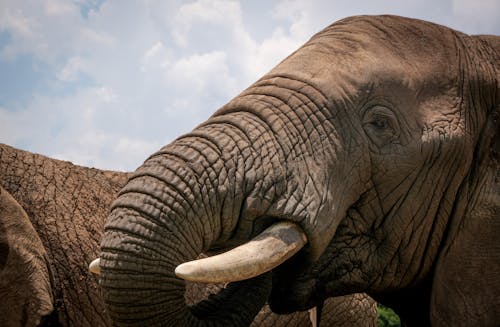 Fotobanka s bezplatnými fotkami na tému africký slon, chobot slona, divé zviera
