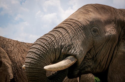 Foto d'estoc gratuïta de animal, animal salvatge, elefant