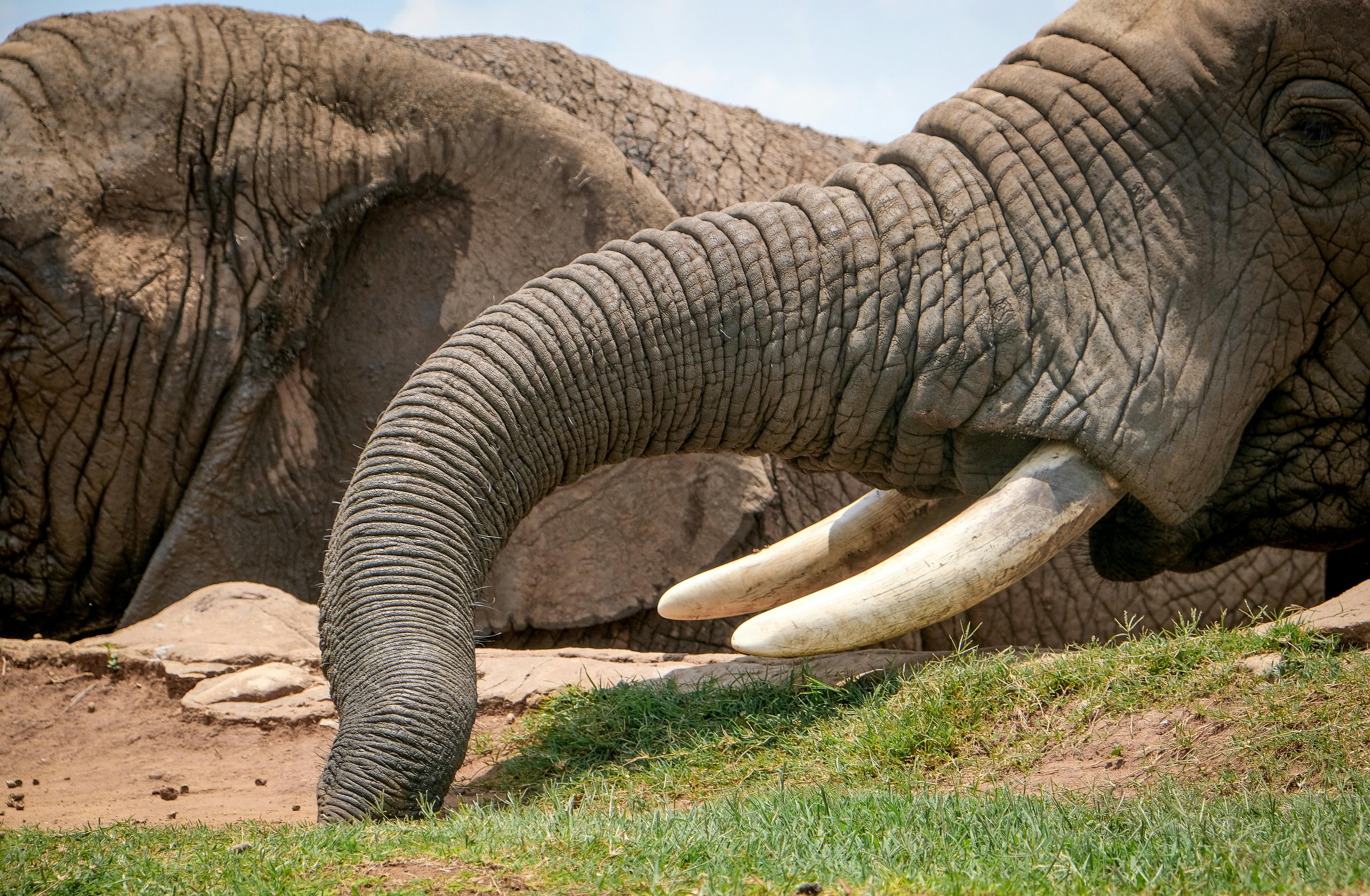 Elephant Tusks Free Stock Photo   Pexels Photo 3853140 