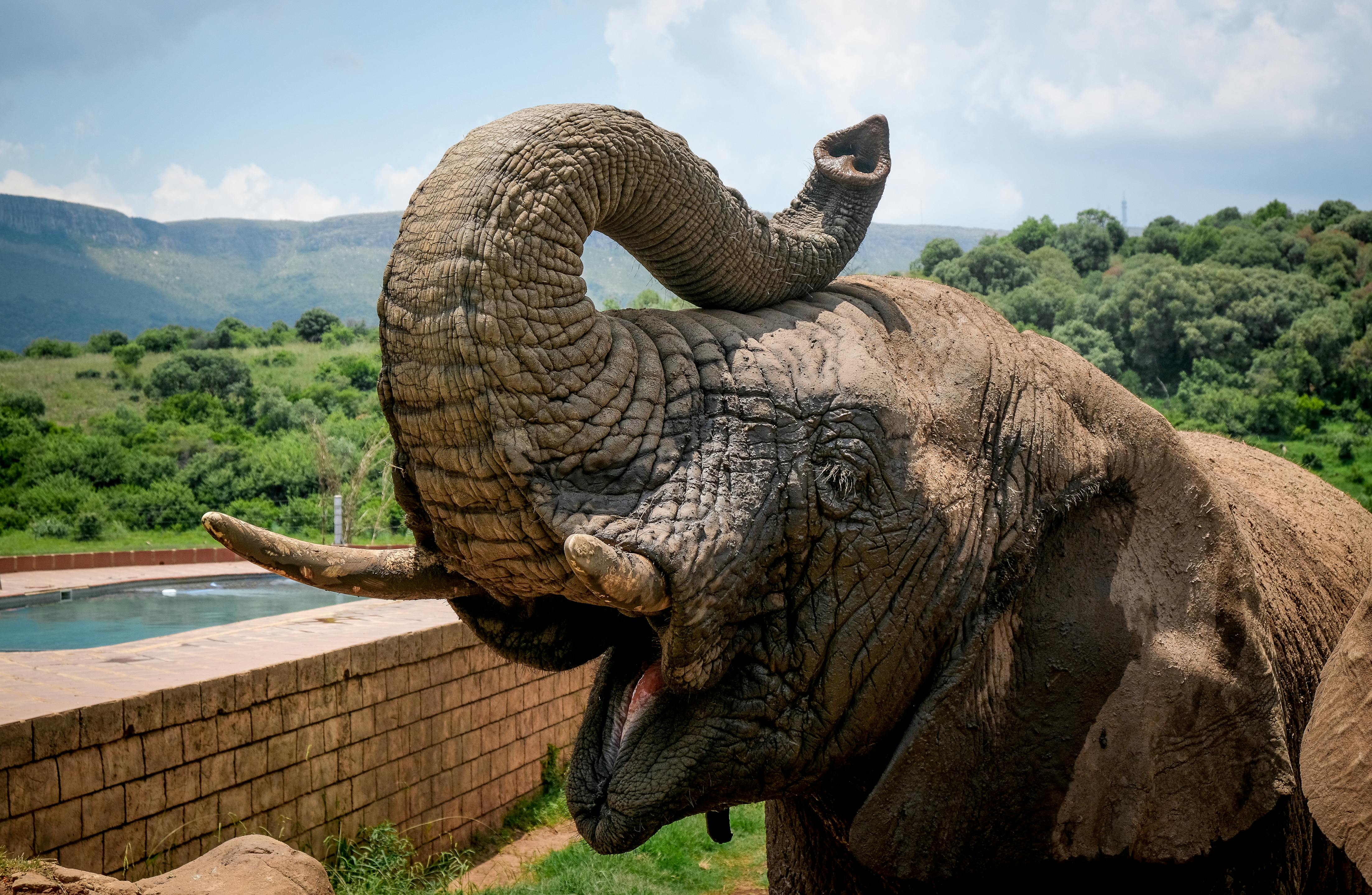 Photo Of An Elephant · Free Stock Photo