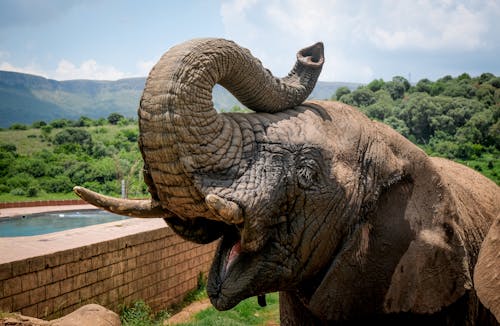 Imagine de stoc gratuită din african elefant, animal, colți de elefant