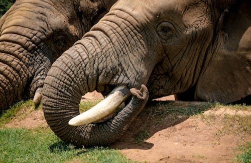 De franc Foto d'estoc gratuïta de animal, elefant, elefant africà Foto d'estoc