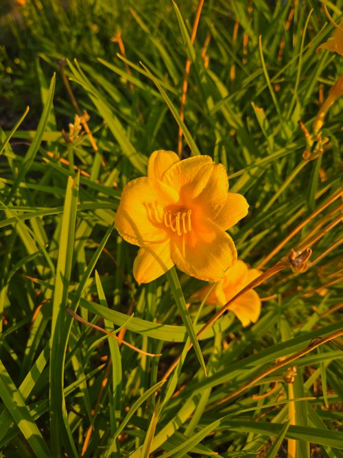 Free Close-up of a vivid yellow daylily flower basking in warm summer sunlight. Stock Photo