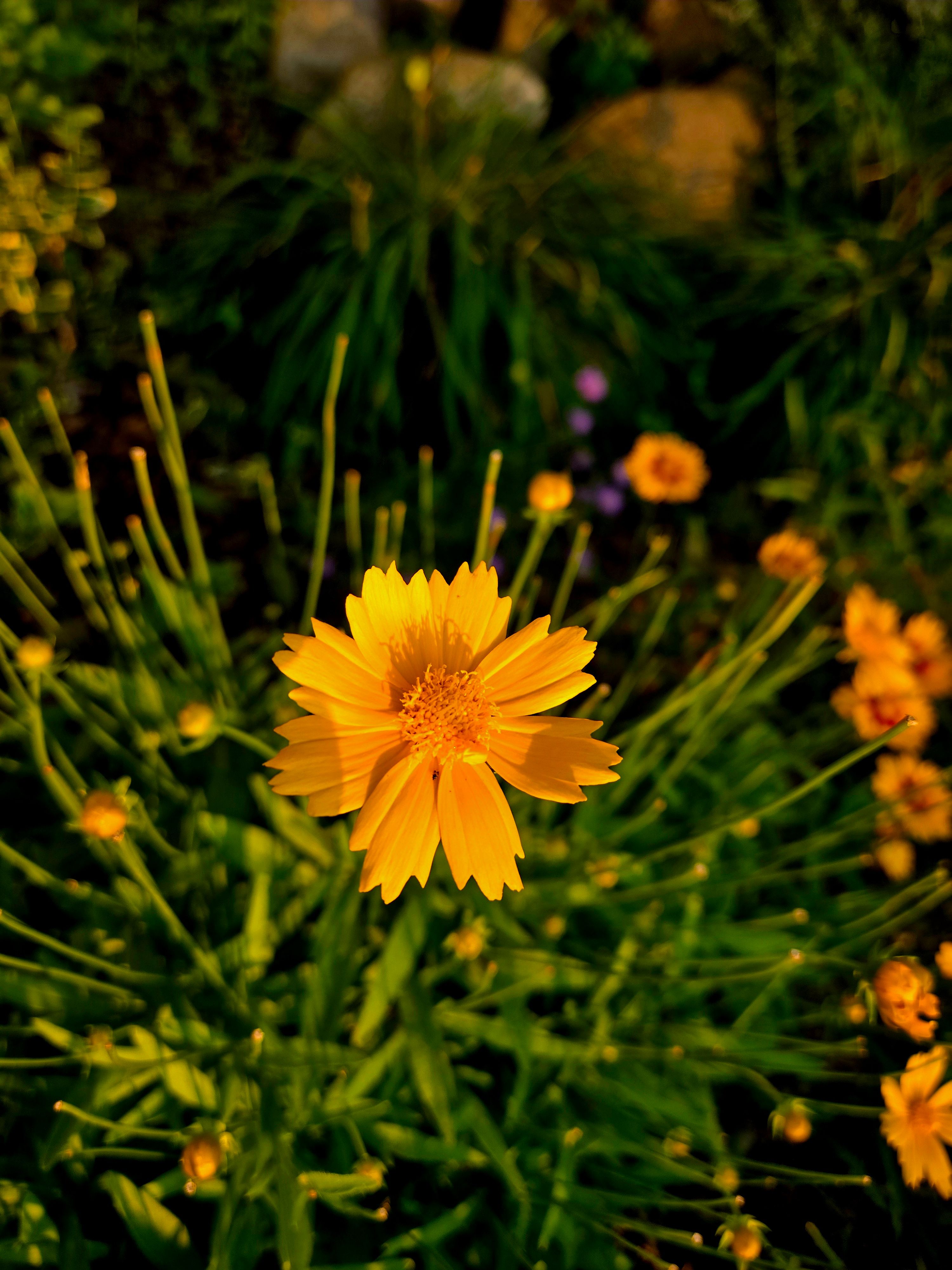 [ColoSach]-a-bright-yellow-coreopsis-flower-blooms-among-green-foliage-in-a-sunlit-garden.