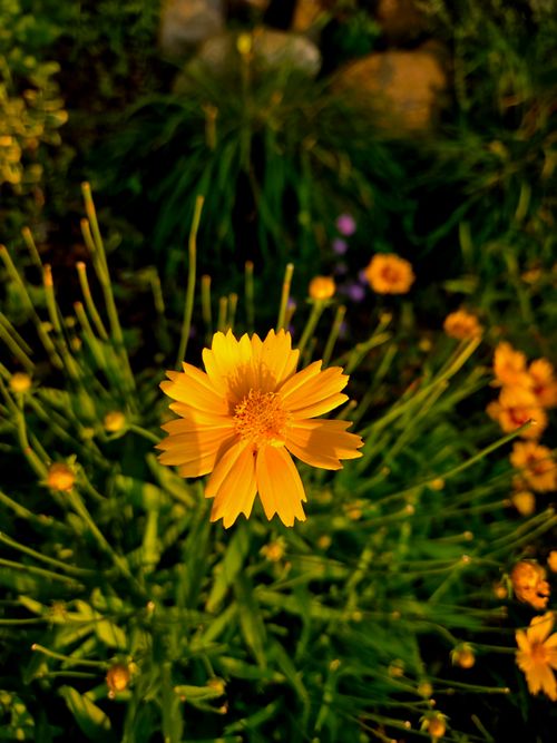 Free A bright yellow coreopsis flower blooms among green foliage in a sunlit garden. Stock Photo